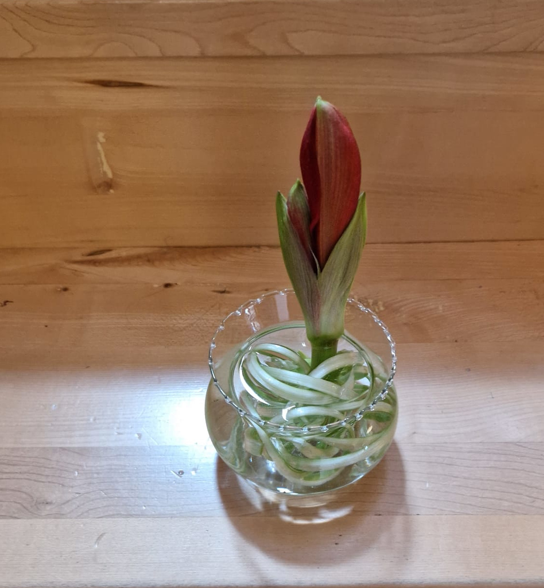 aranjament floral foarte mic cu amaryllis (un fel de crin)