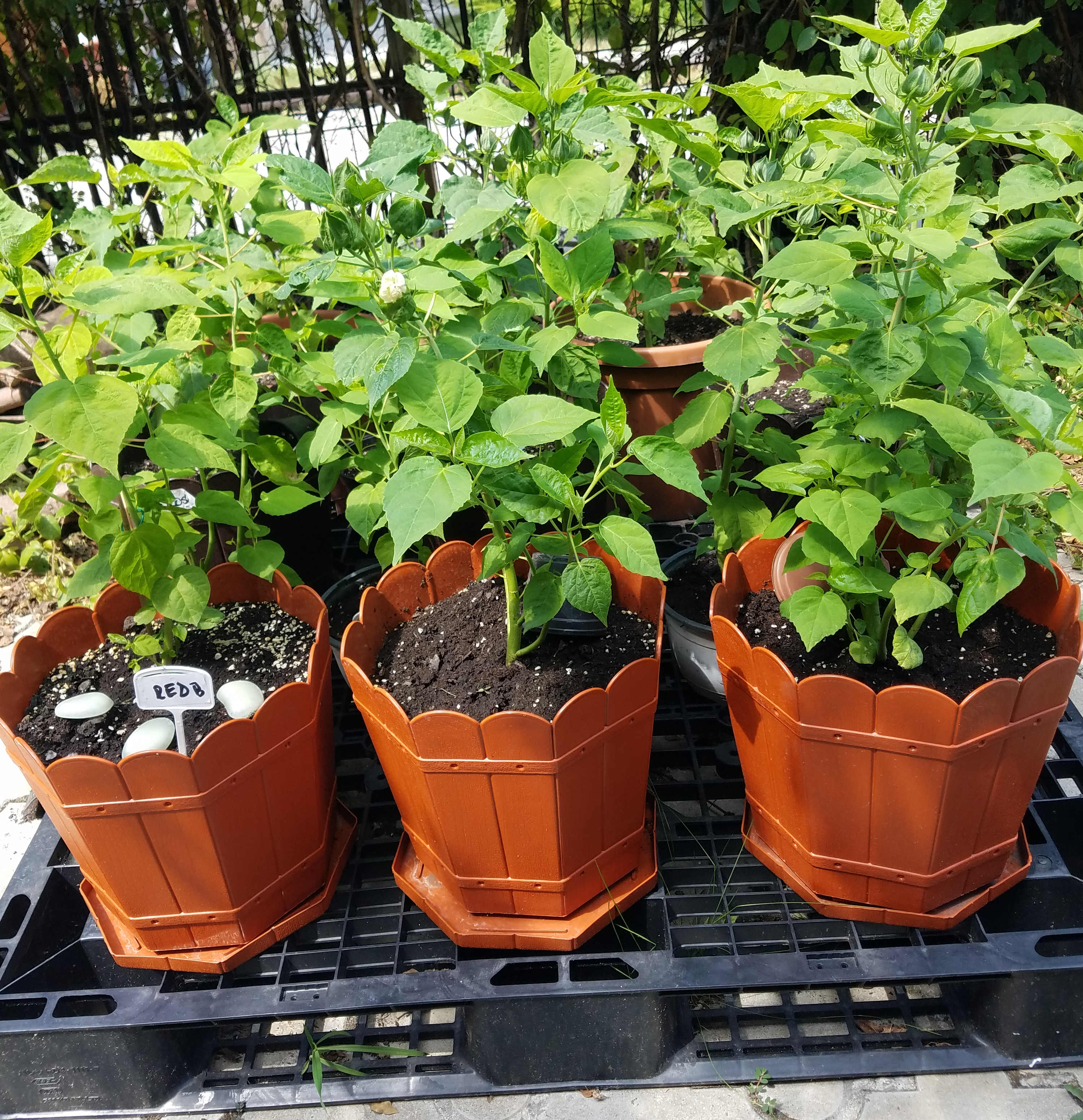 ghivece cu hibiscus pe palet negru